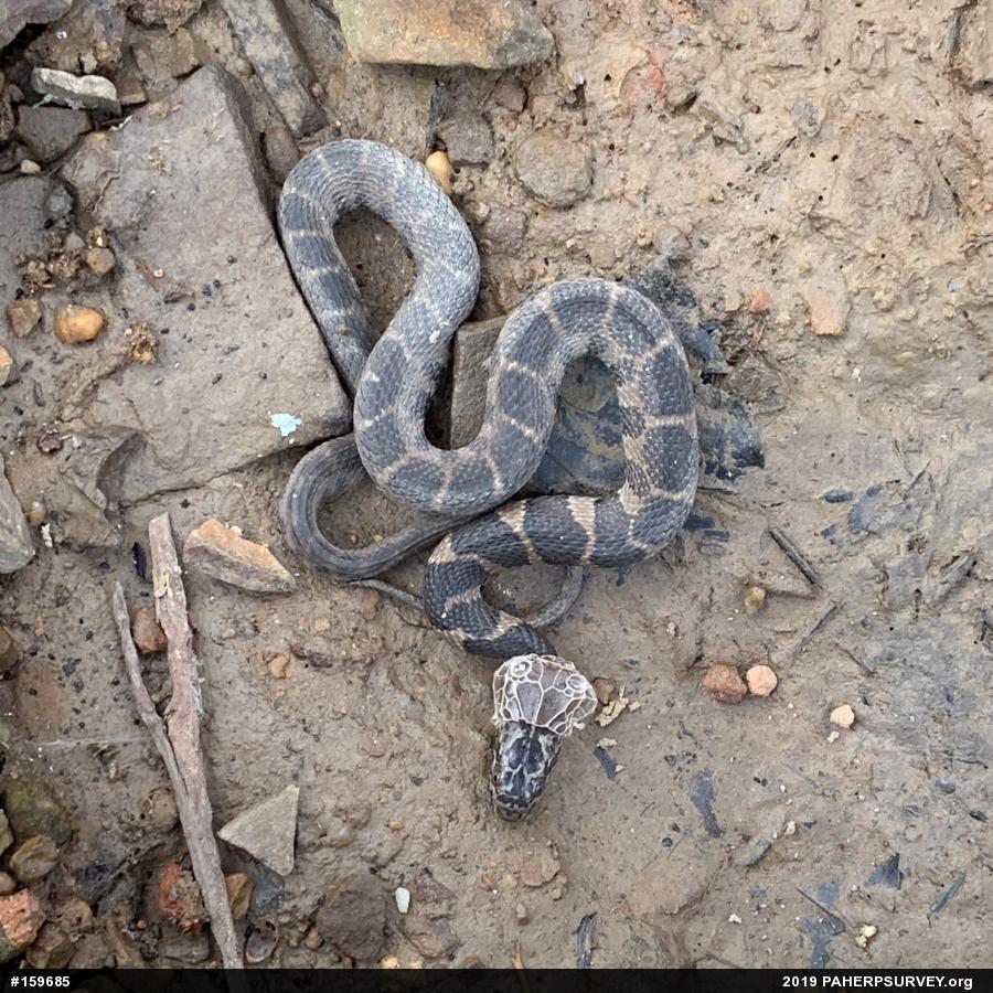 Northern Watersnake