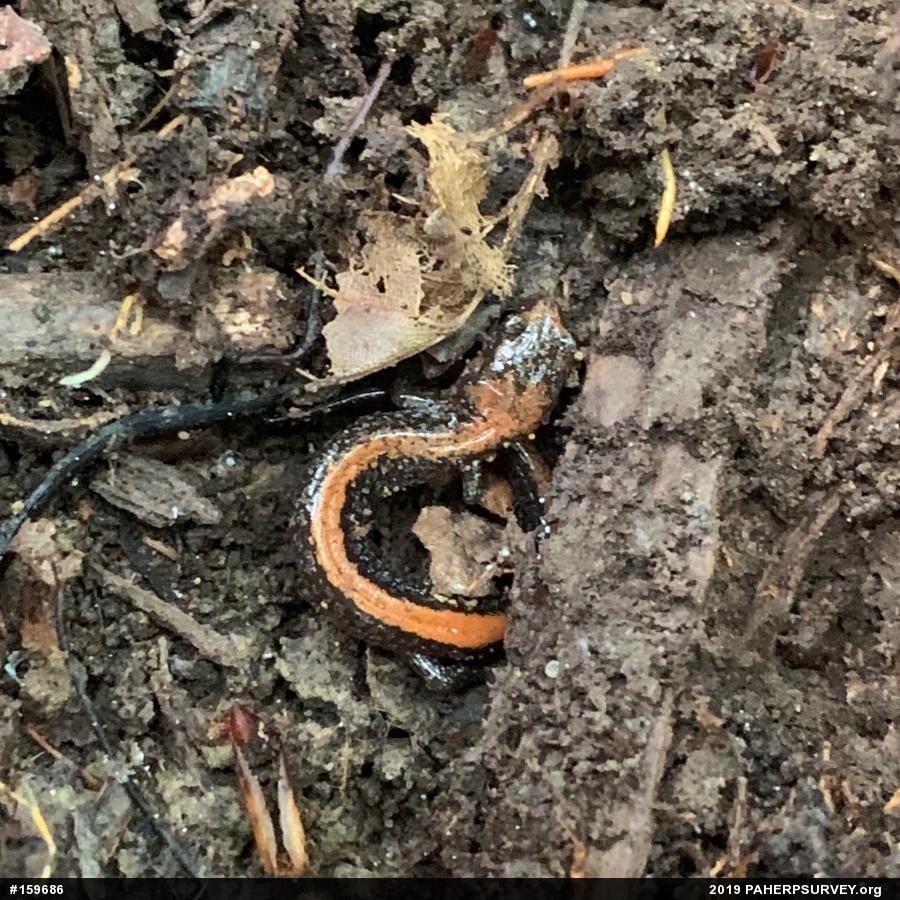 Eastern Red-backed  Salamander