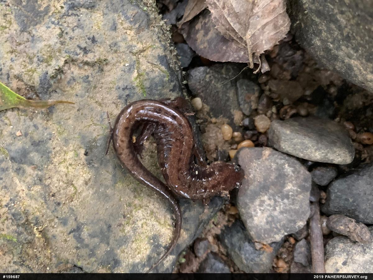 Allegheny Mountain Dusky Salamander