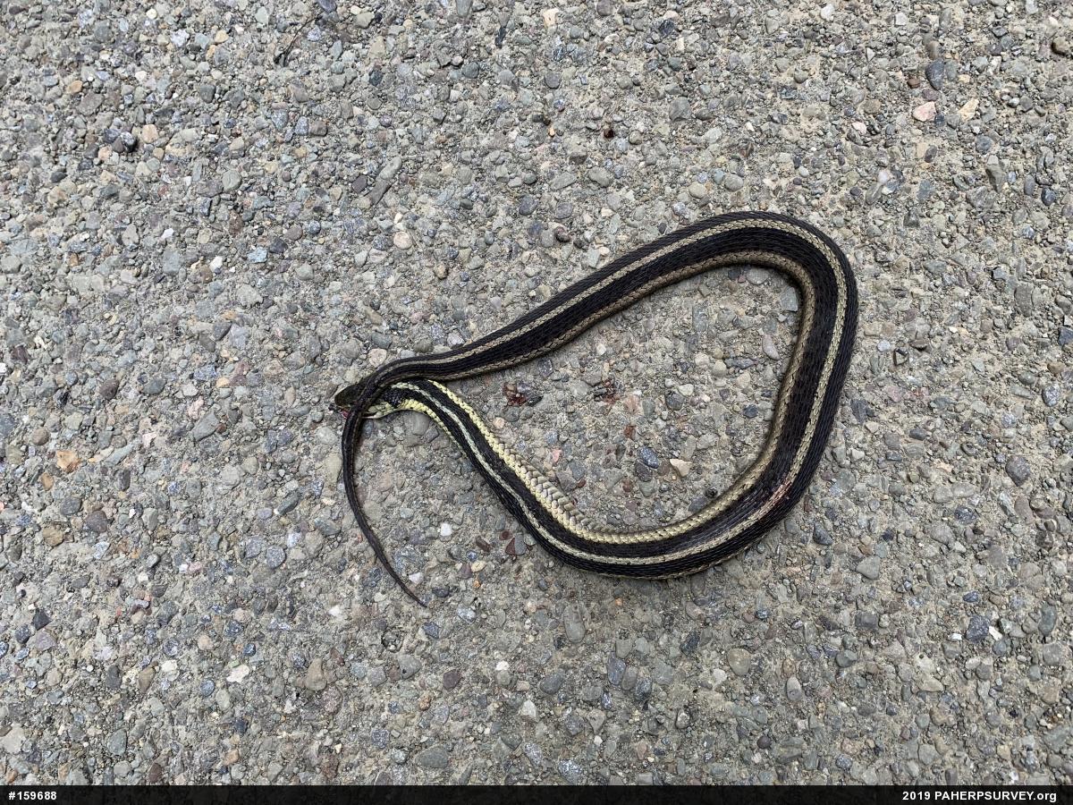 Eastern Gartersnake