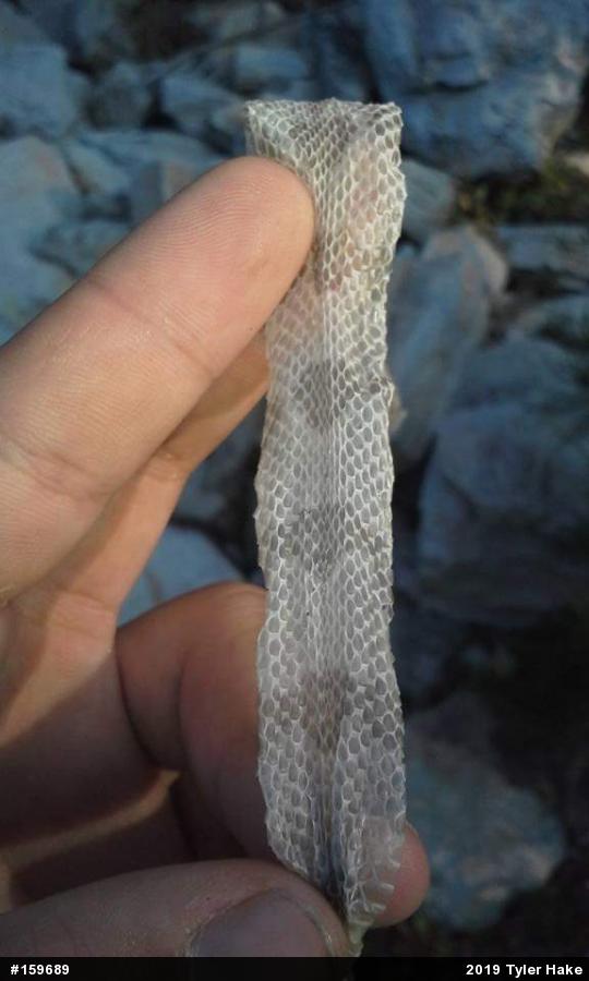 Timber Rattlesnake