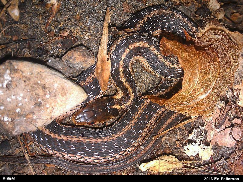 Eastern Gartersnake