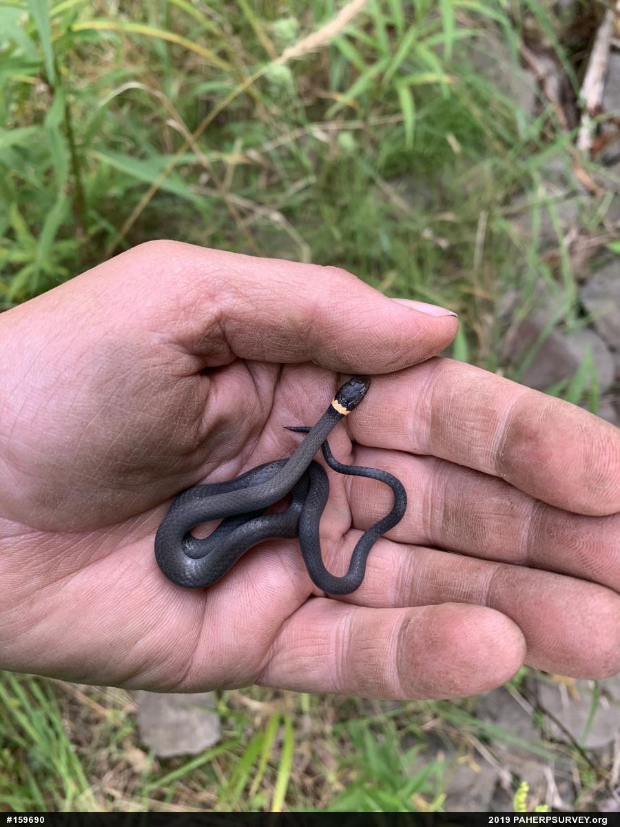 Northern Ring-necked Snake