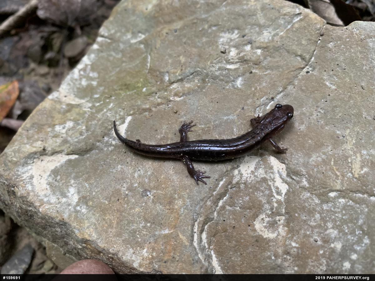 Allegheny Mountain Dusky Salamander