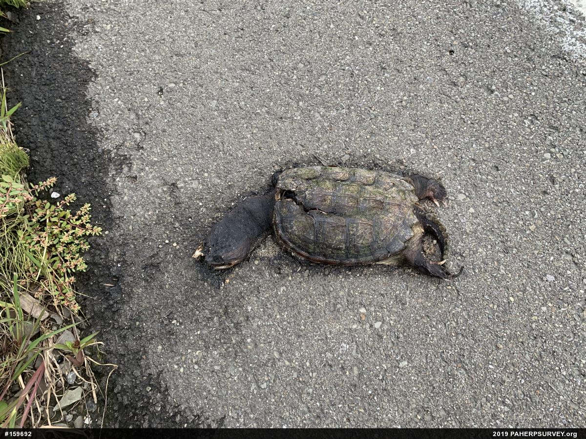 Snapping Turtle