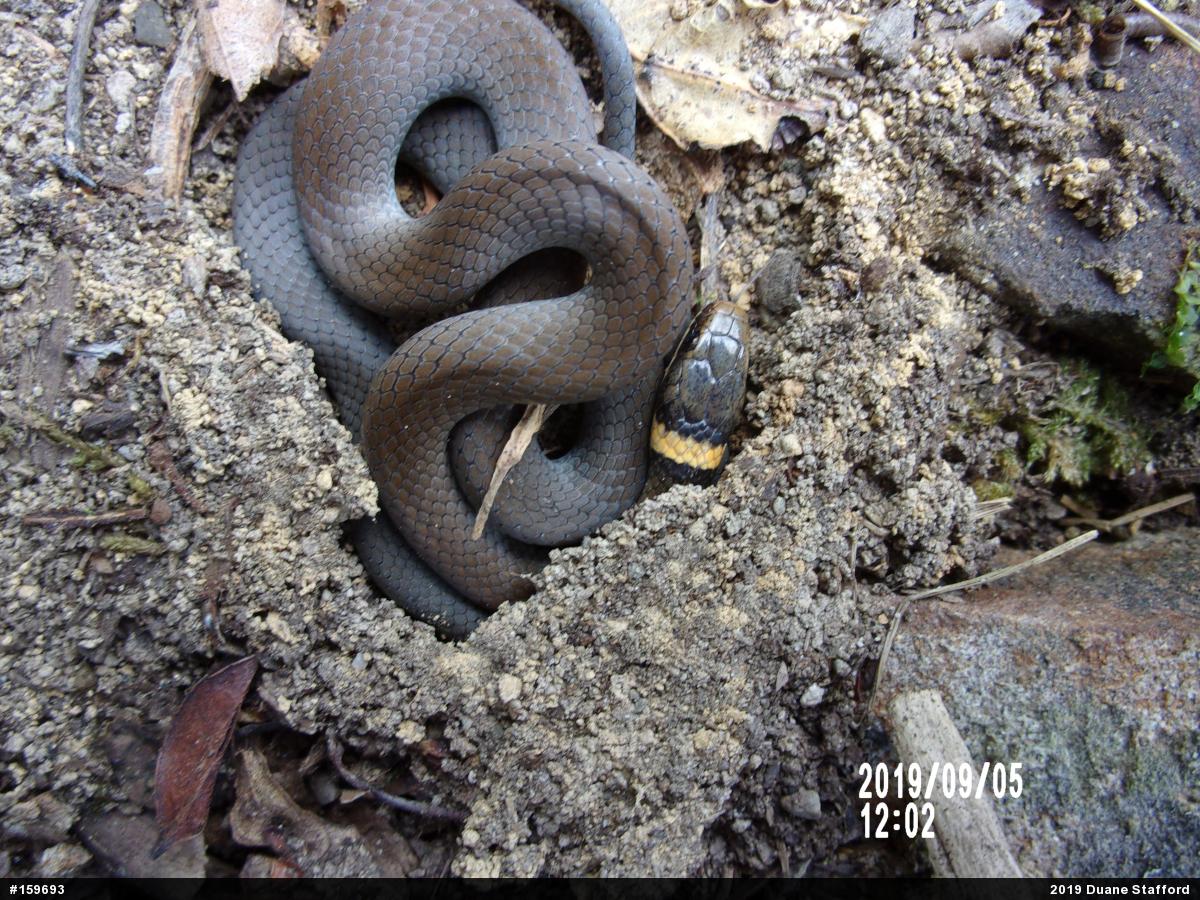 Northern Ring-necked Snake