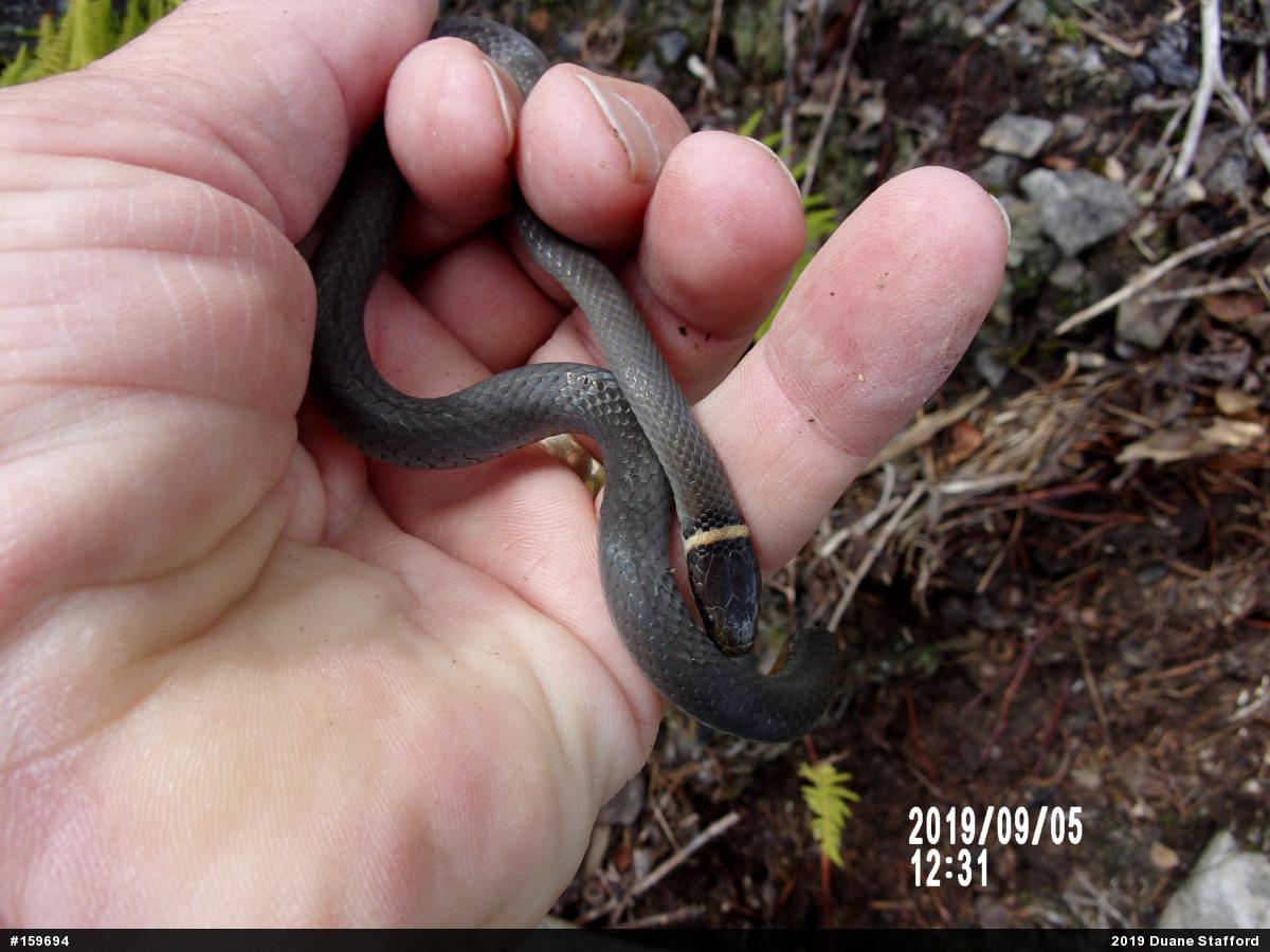 Northern Ring-necked Snake