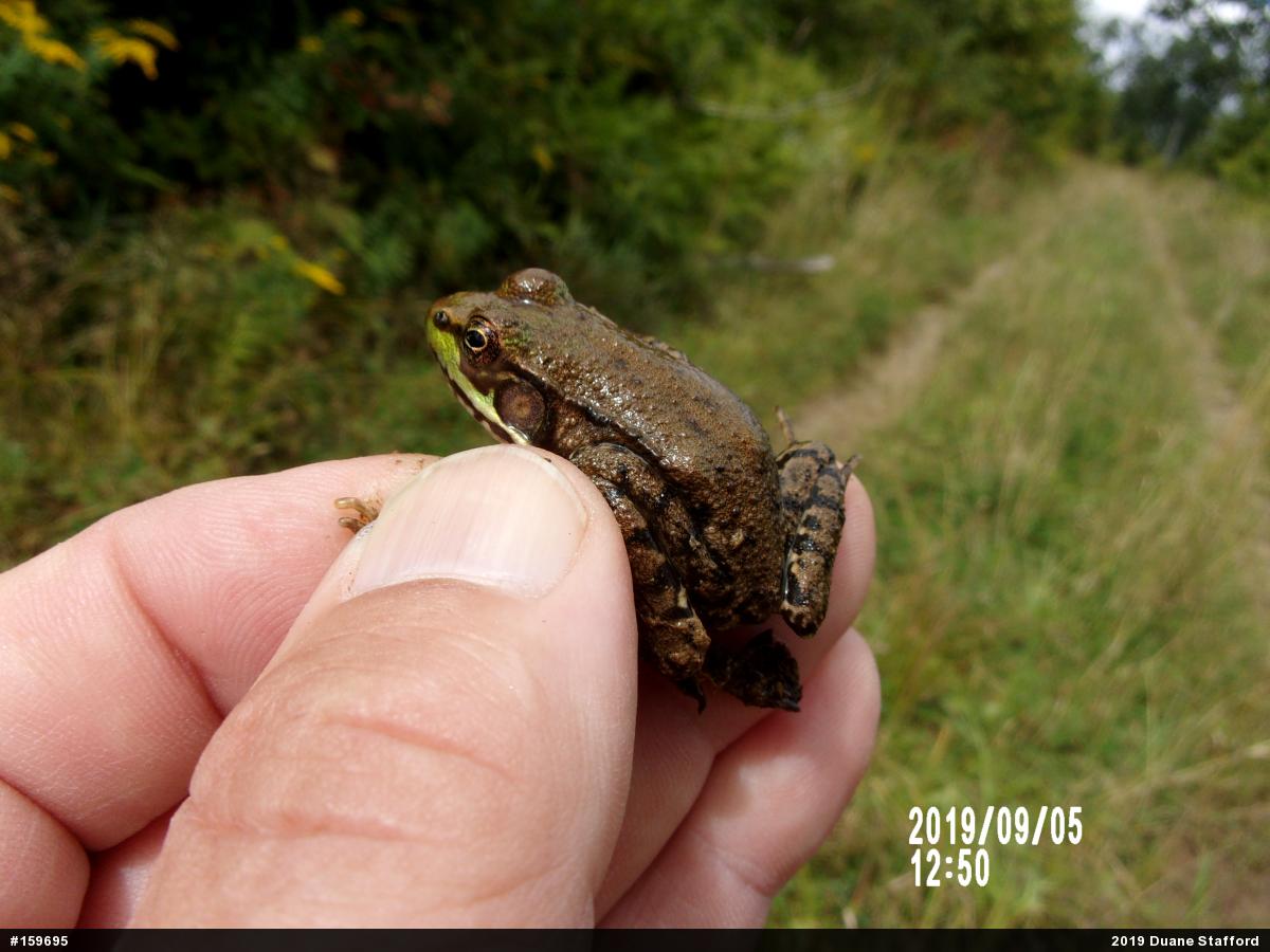 Green Frog