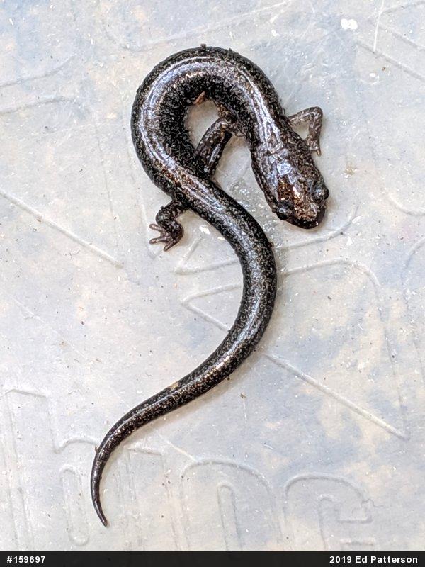 Valley And Ridge Salamander