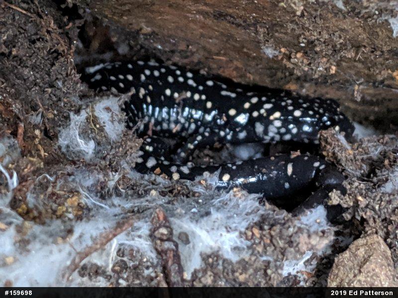 Northern Slimy Salamander