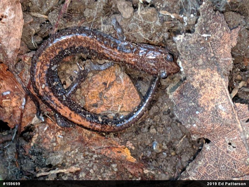 Eastern Red-backed  Salamander