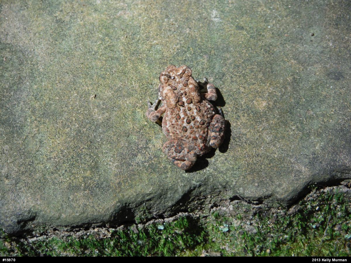 Eastern American Toad