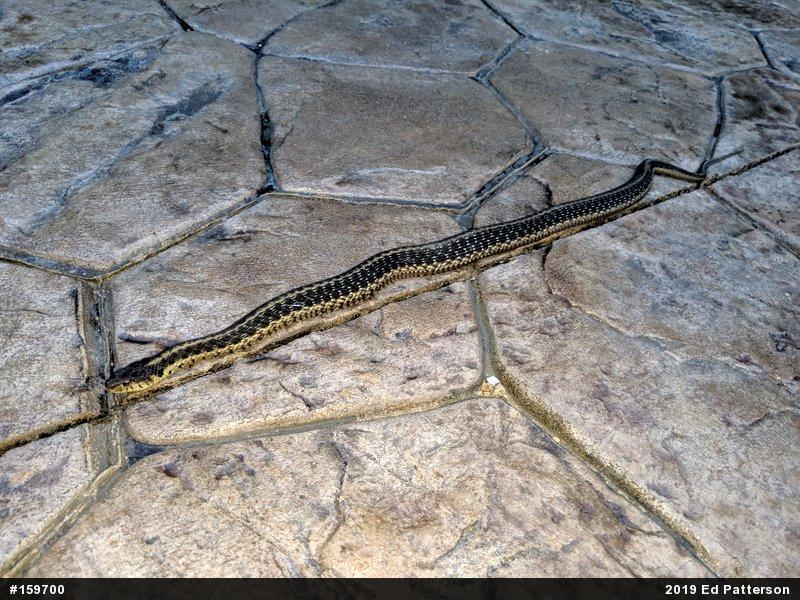 Eastern Gartersnake