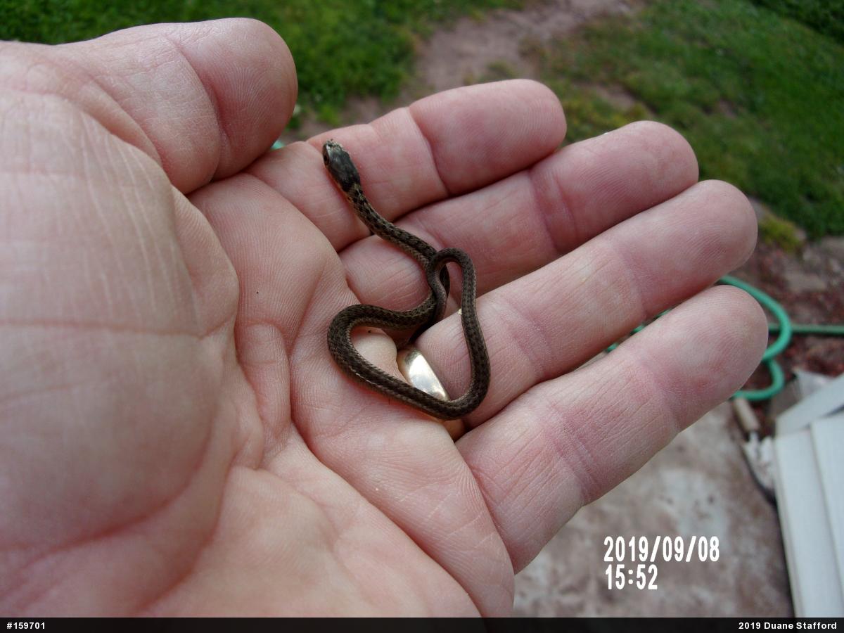 Eastern Gartersnake