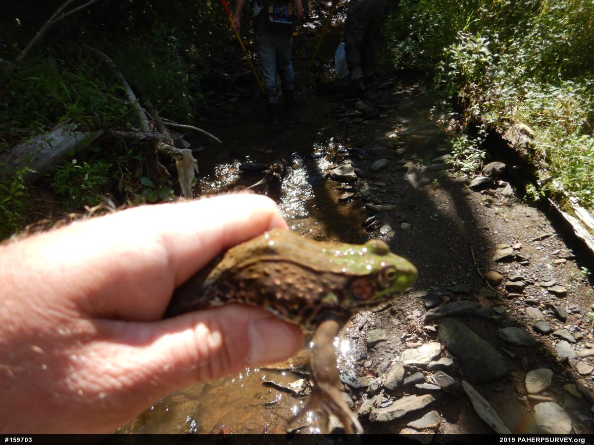 Green Frog