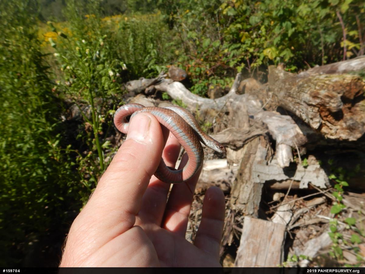 Red-bellied Snake
