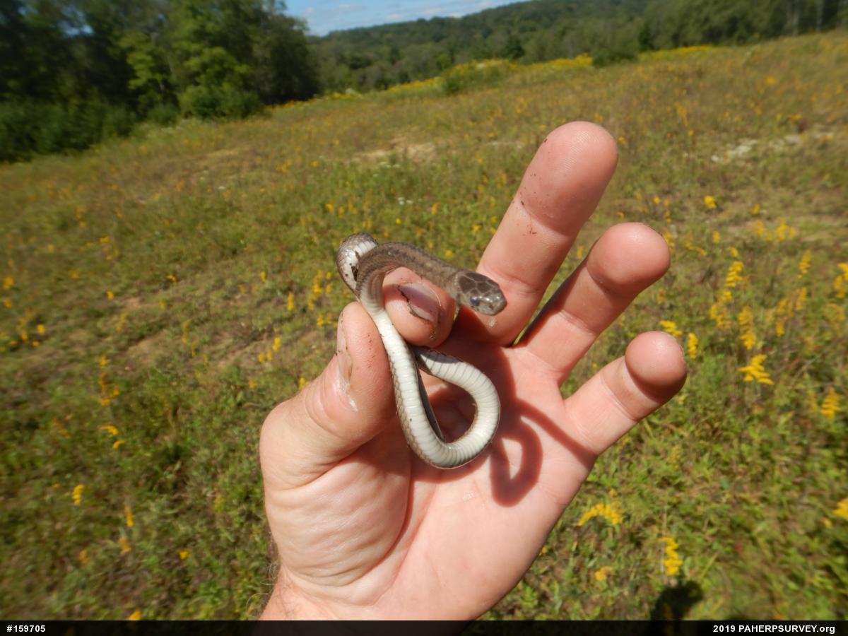 Dekay's Brownsnake