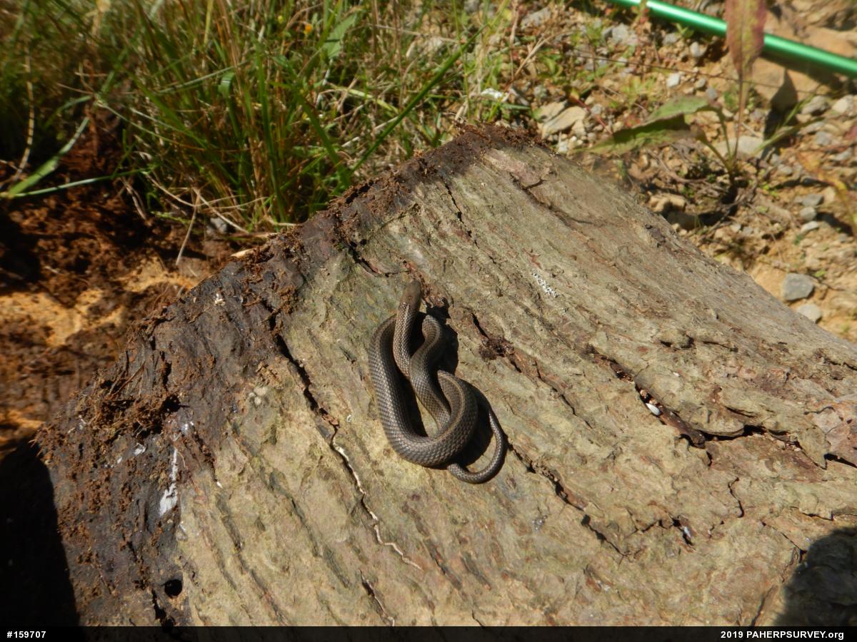 Shorthead Gartersnake
