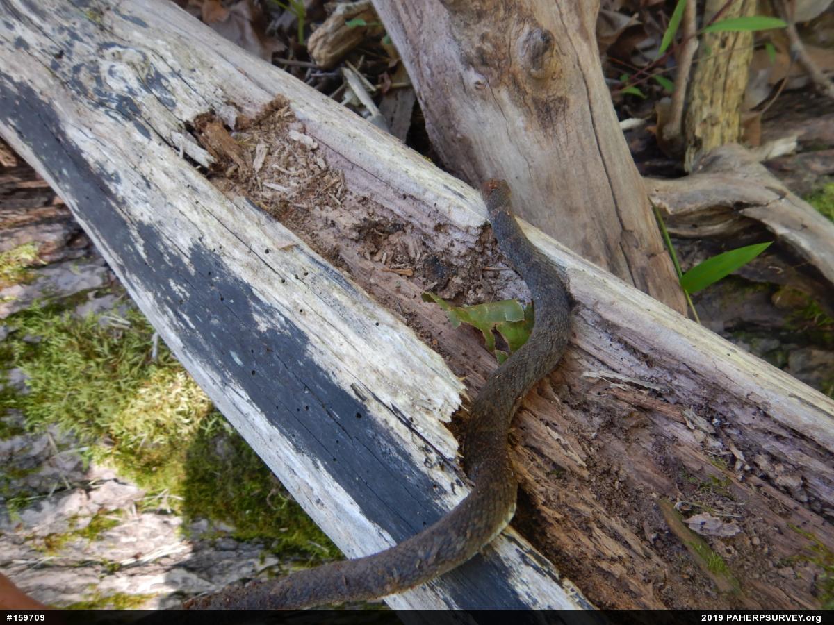 Northern Watersnake