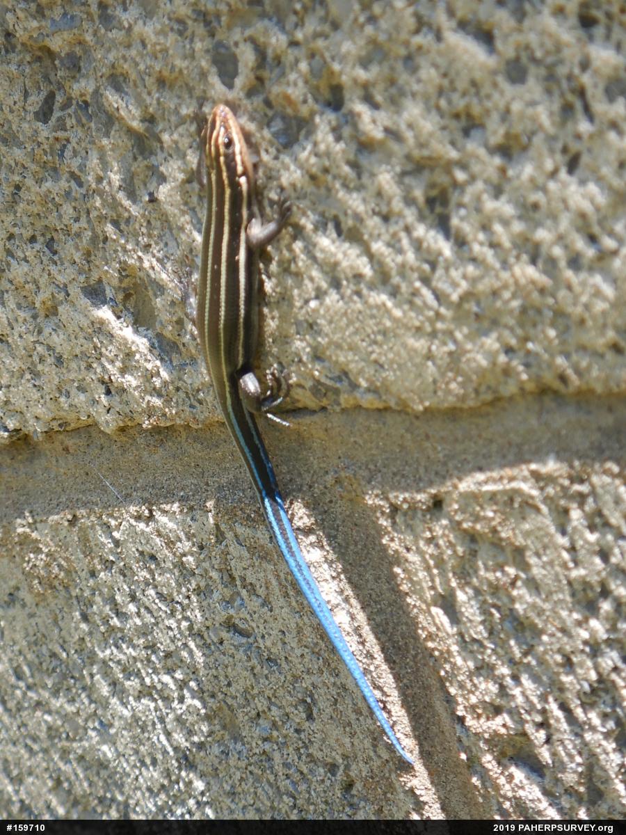Common Five-lined Skink
