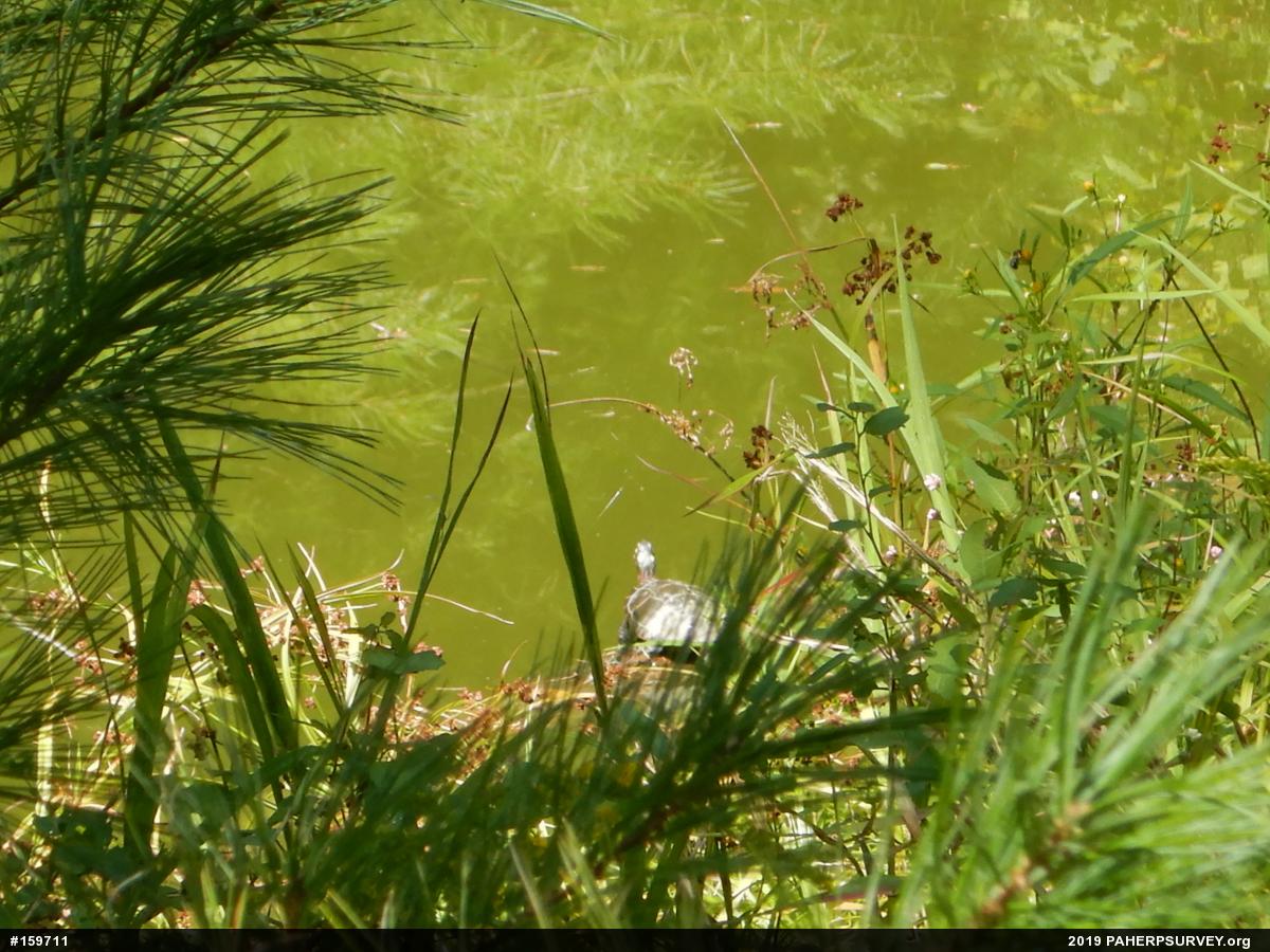 Painted Turtle