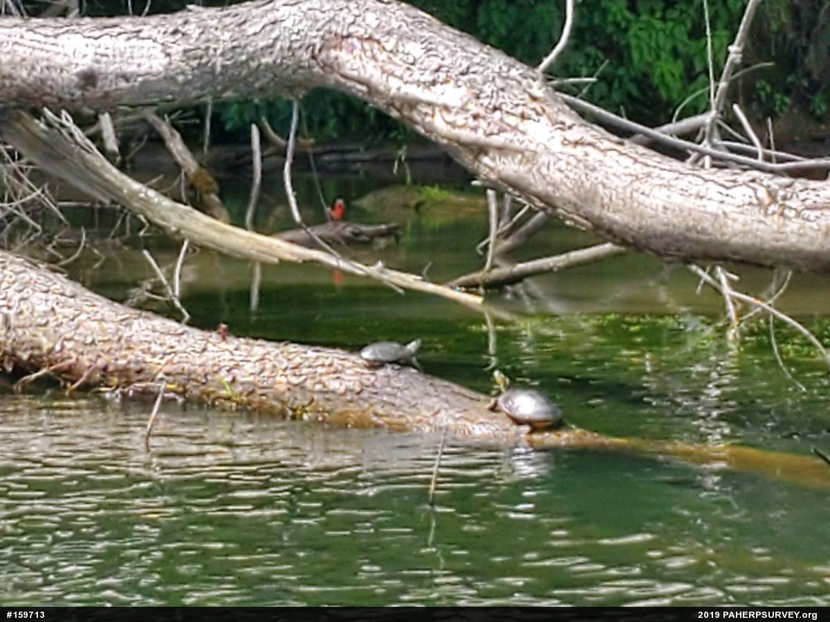 Painted Turtle