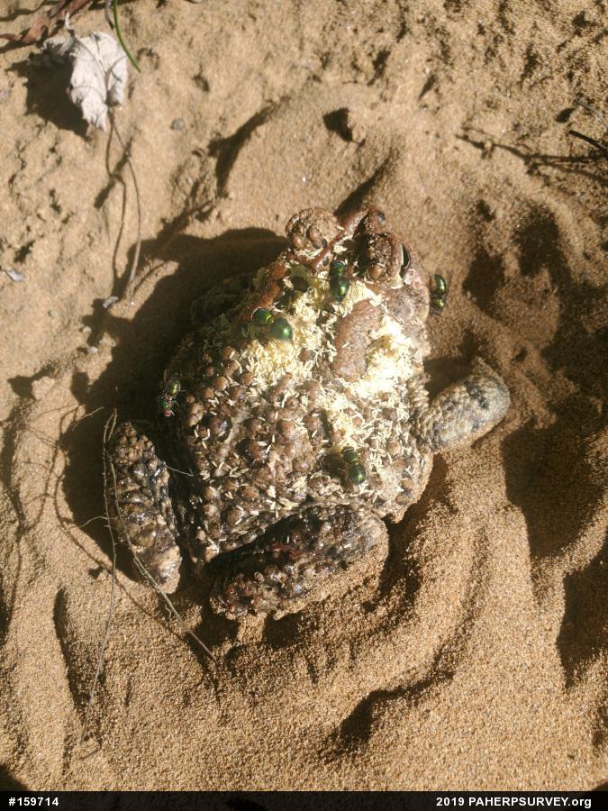 Eastern American Toad