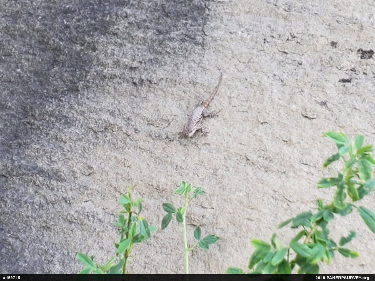 Eastern Fence Lizard