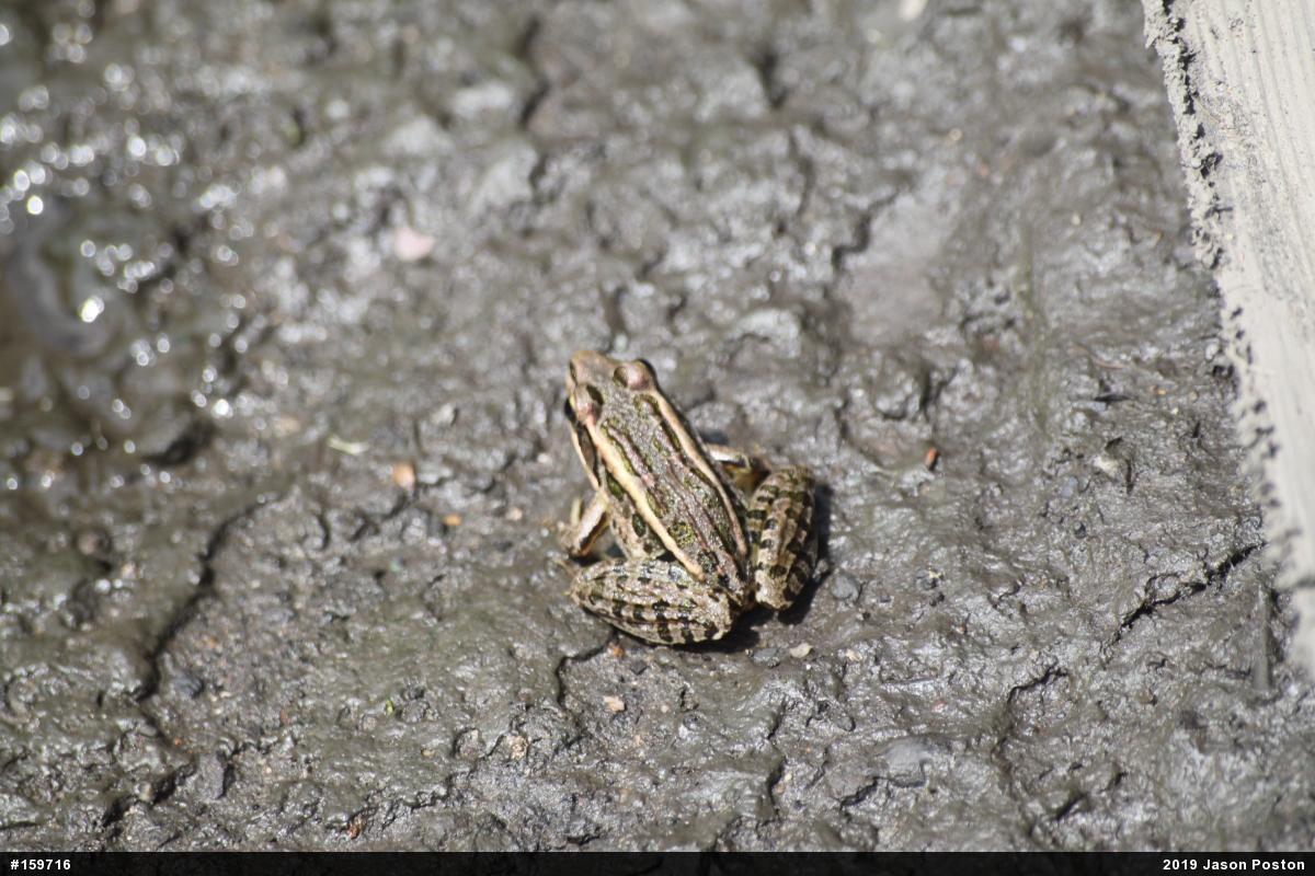 Pickerel Frog