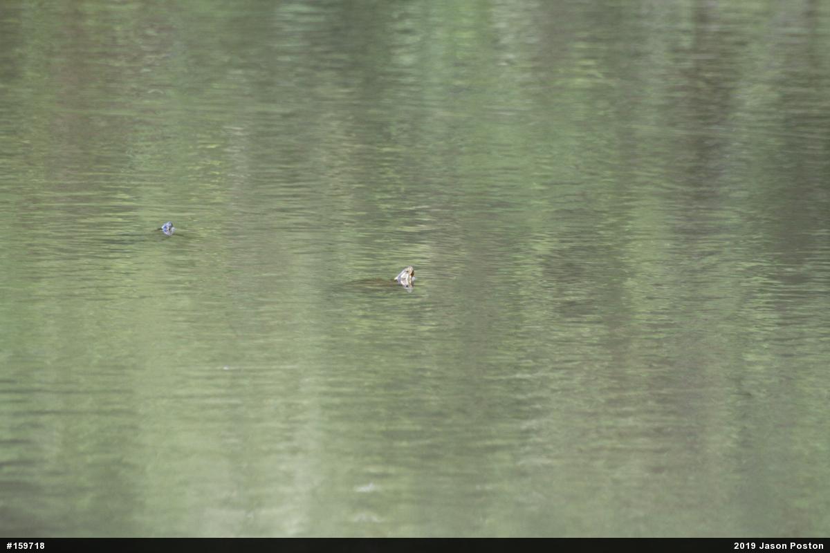 Painted Turtle
