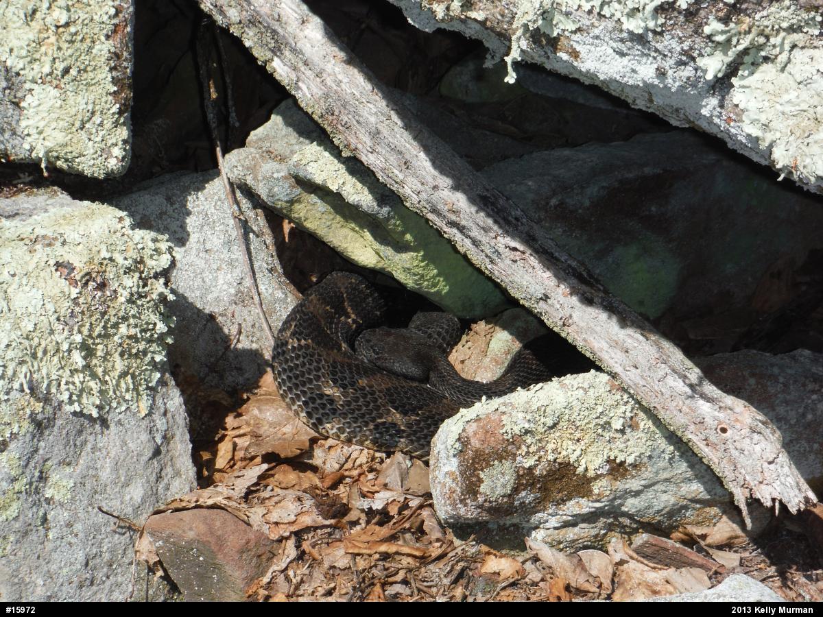Timber Rattlesnake