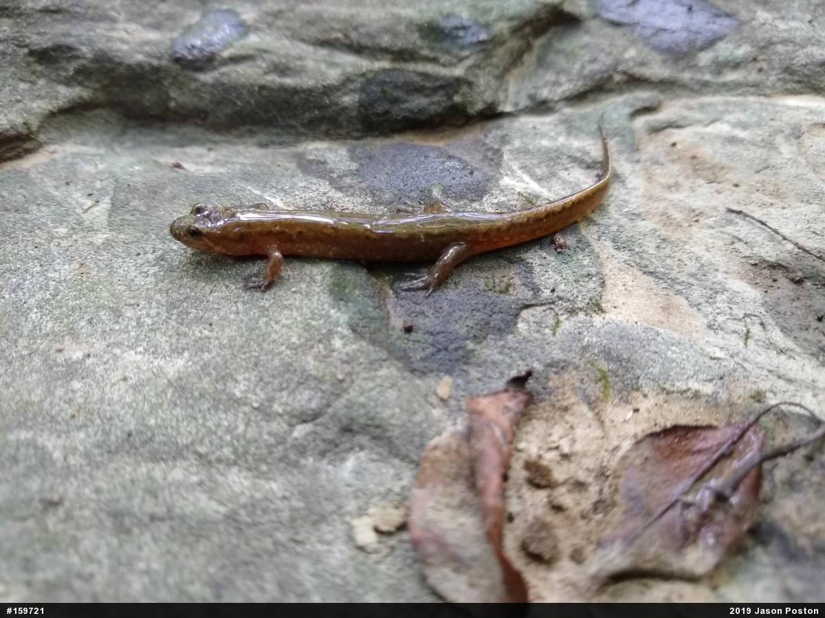 Northern Dusky Salamander