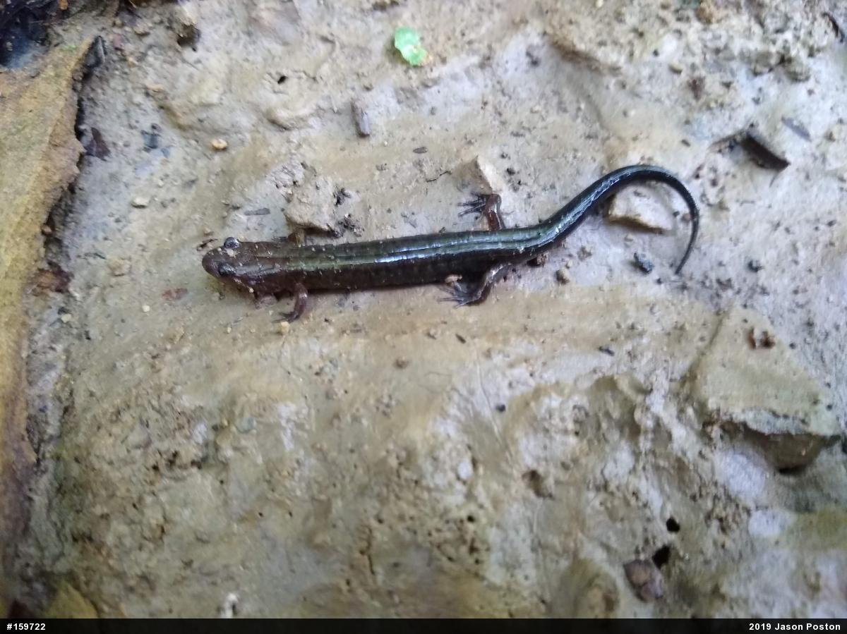 Allegheny Mountain Dusky Salamander