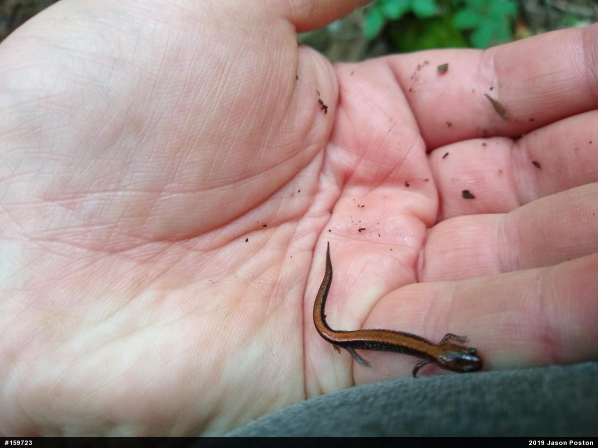 Eastern Red-backed  Salamander