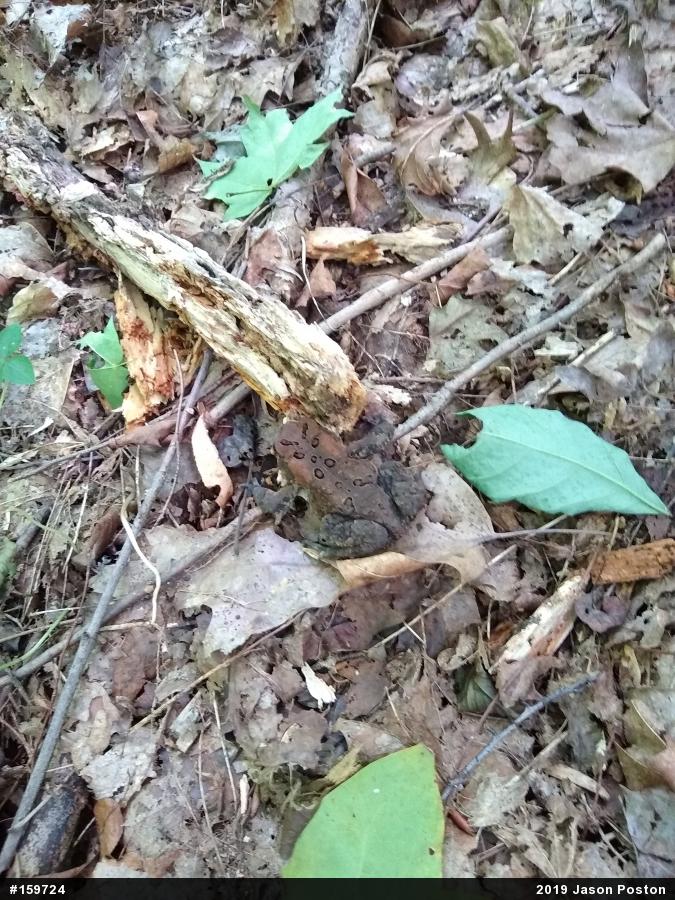 Eastern American Toad