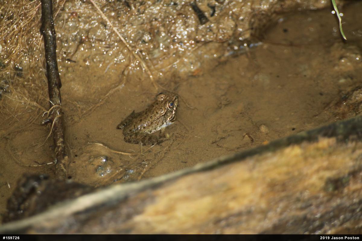 Green Frog