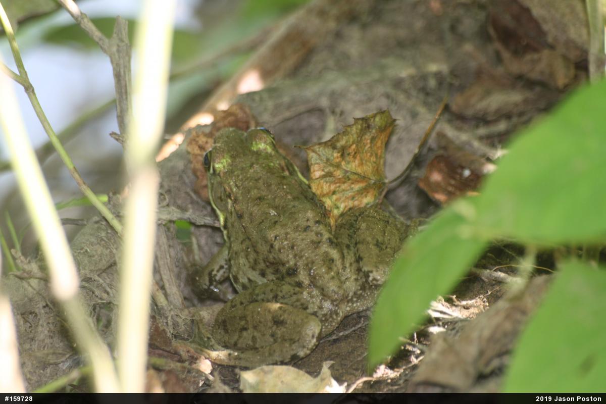 Green Frog