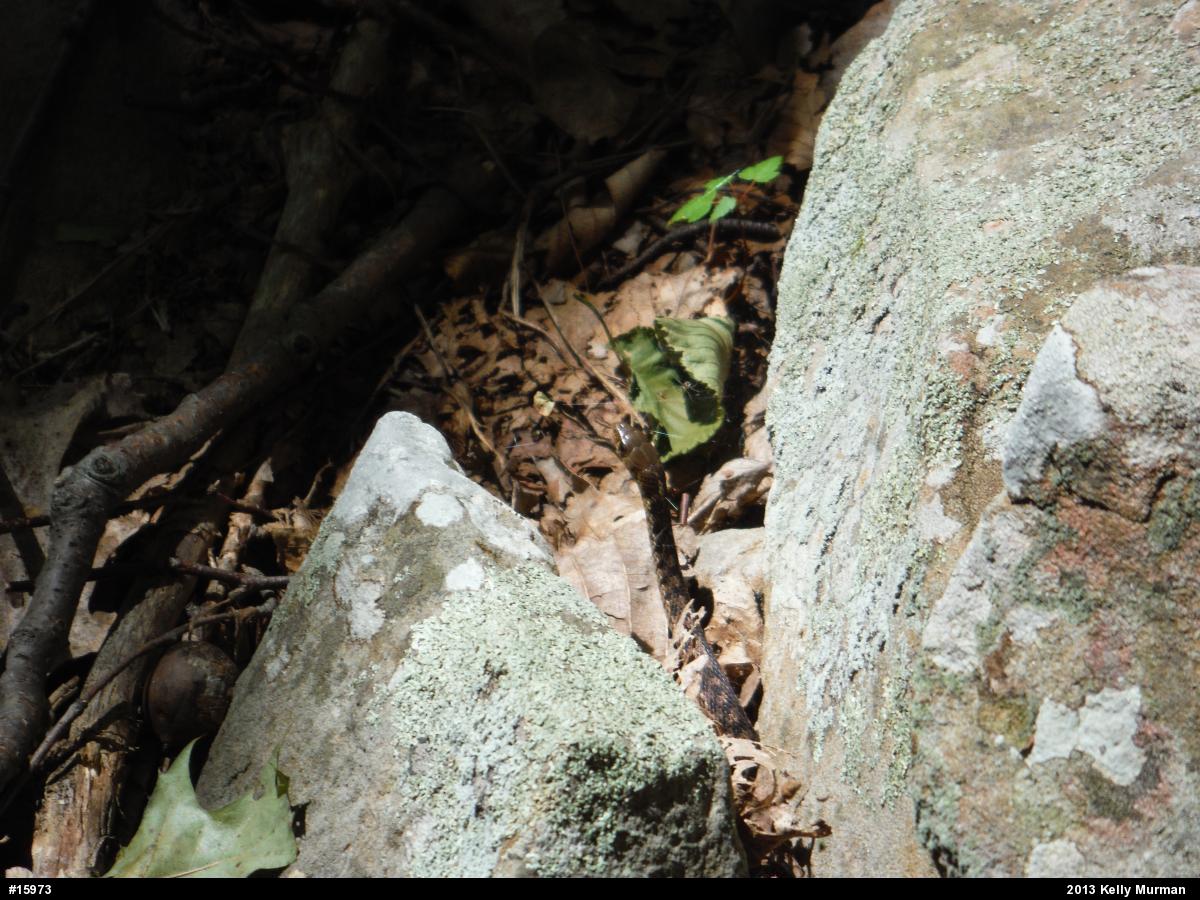 Eastern Gartersnake