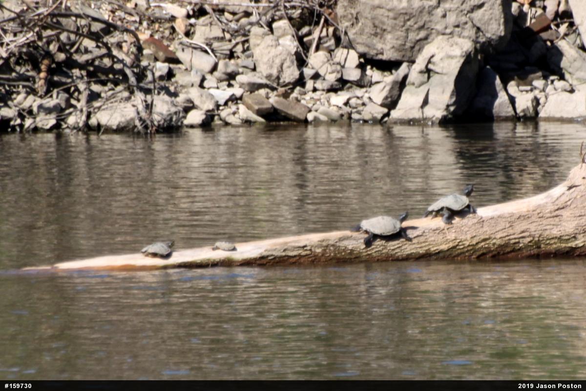 Northern Map Turtle