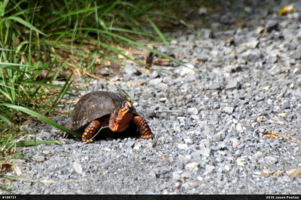Eastern Box Turtle