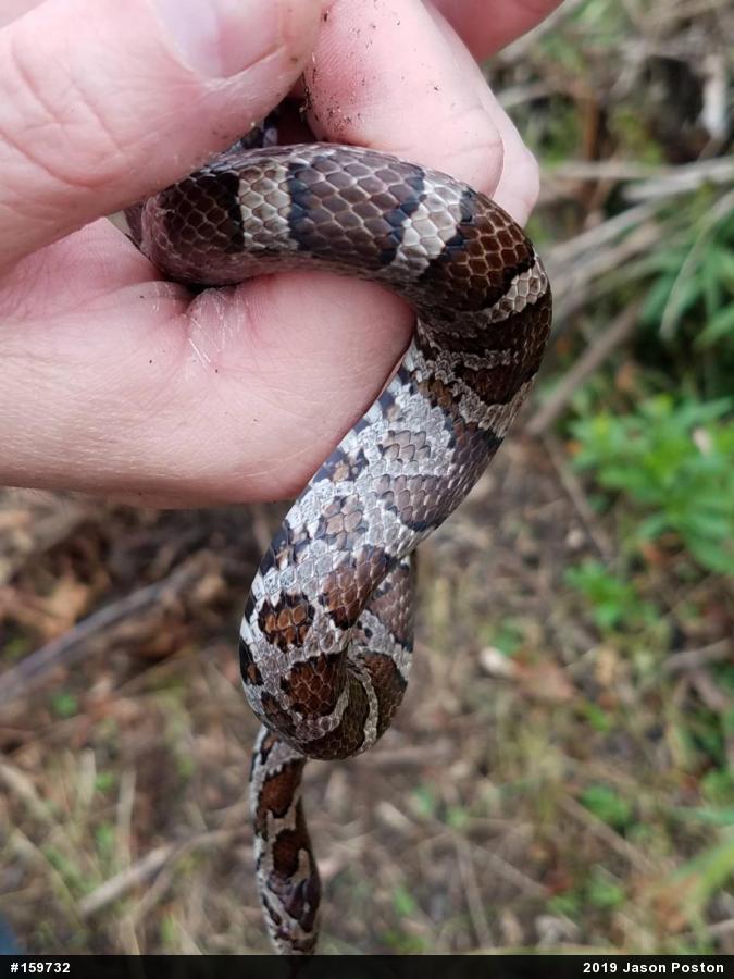 Eastern Milksnake