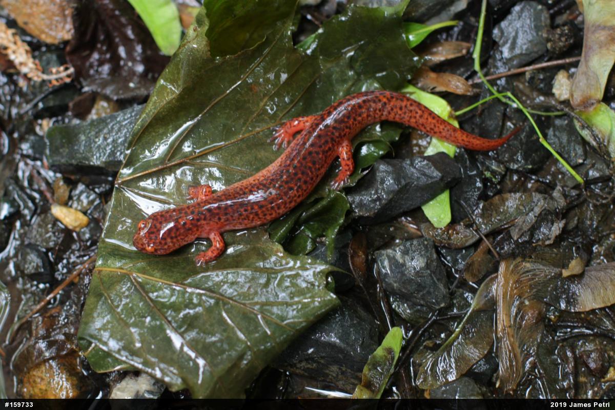 Northern Red Salamander