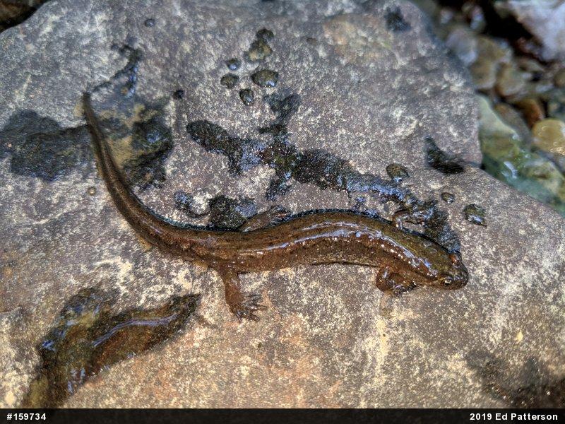 Northern Dusky Salamander