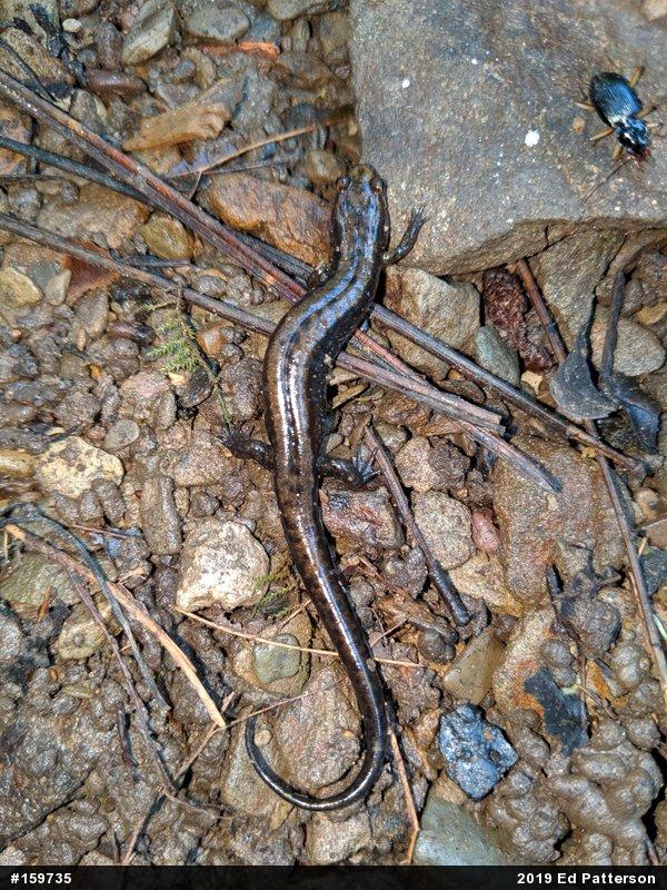 Allegheny Mountain Dusky Salamander