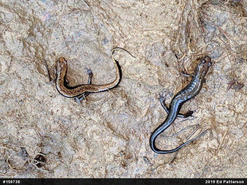 Allegheny Mountain Dusky Salamander