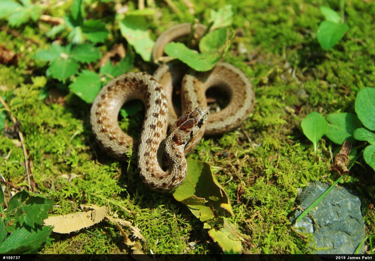 Dekay's Brownsnake
