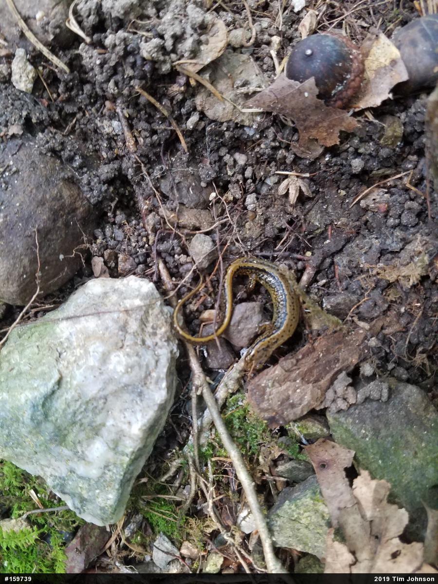Northern Two-lined Salamander