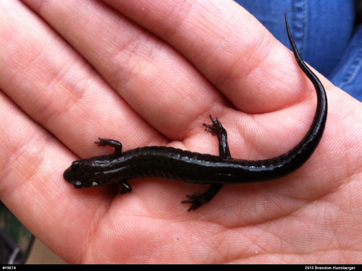 Allegheny Mountain Dusky Salamander