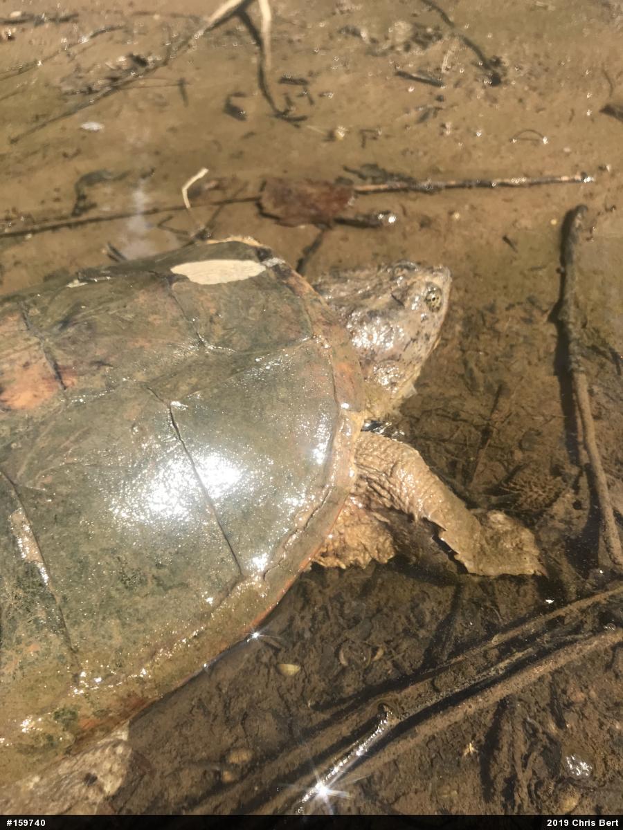 Snapping Turtle