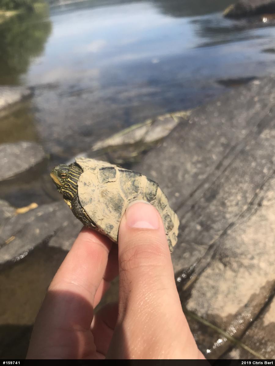 Northern Map Turtle
